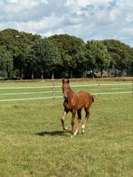 Te koop KWPN hengstveulen, Dieren en Toebehoren, Paarden, Springpaard, Minder dan 160 cm, 0 tot 2 jaar, Hengst