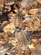 Porcellio Spinipennis "Canton de Grasse" isopods pissebedden, Overige soorten