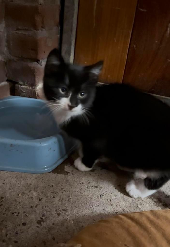 Nog 1 onwijs lieve kitten, Dieren en Toebehoren, Katten en Kittens | Overige Katten, Kortharig, Kater, 0 tot 2 jaar