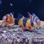 Botia macracanthus, Dieren en Toebehoren, Vissen | Aquariumvissen