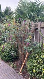 Vlinderstruik roze, Tuin en Terras, Planten | Bomen, Overige soorten, 100 tot 250 cm, Zomer, Ophalen