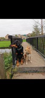 Hondenuitlaatservice en dierenoppas, Ophalen, Nieuw