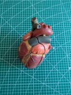Anatomisch Hart Model, Ophalen of Verzenden, Natuur en Biologie