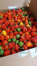 Carolina Reaper Pepers - Zaden voor de durfal!, Ophalen of Verzenden, Voorjaar, Volle zon, Zaad