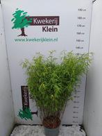 Fargesia, bamboe niet woekerend, Ophalen, Bamboe, 250 cm of meer