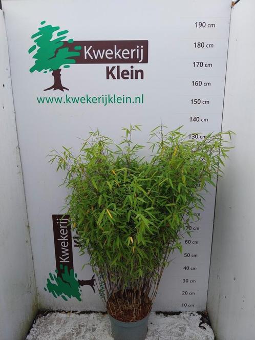 Fargesia, bamboe niet woekerend, Tuin en Terras, Planten | Struiken en Hagen, Bamboe, 250 cm of meer, Ophalen