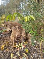 Grootvruchtige Walnoten geënt, Ophalen, Volle zon, 100 tot 250 cm, Walnotenboom