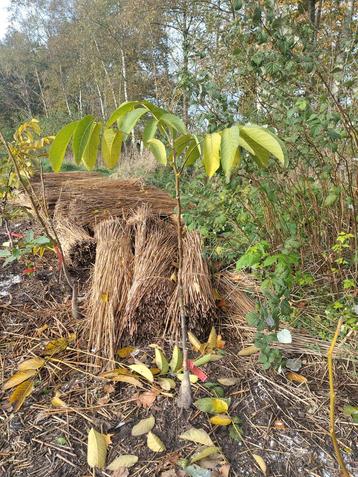 Grootvruchtige Walnoten geënt beschikbaar voor biedingen