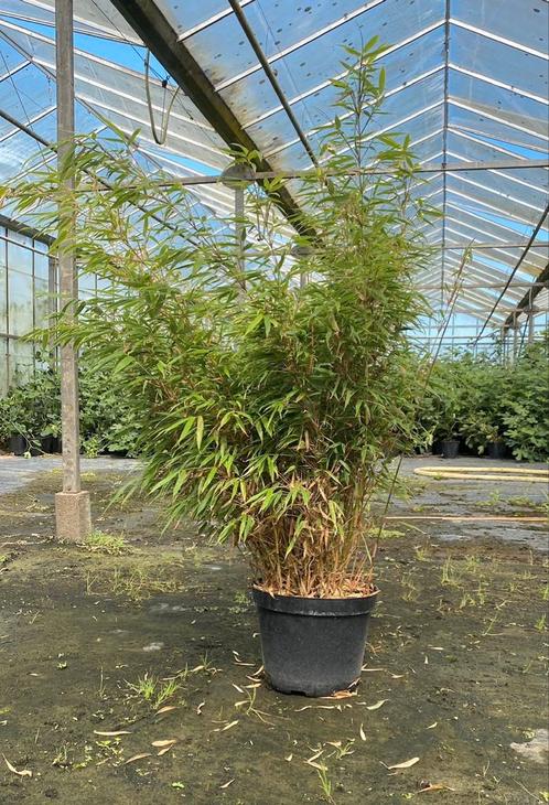Bamboe fargesia rufa 120cm voor uw haag of pot, Tuin en Terras, Planten | Struiken en Hagen, Bamboe, 250 cm of meer, Ophalen