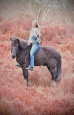 Paardentraining en horsemanship in Noord-Holland!, Dieren en Toebehoren, Paarden en Pony's | Overige Paardenspullen, Ophalen, Nieuw
