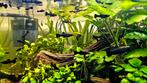 Blackmollies, Dieren en Toebehoren, Vissen | Aquariumvissen, Vis, Zoetwatervis