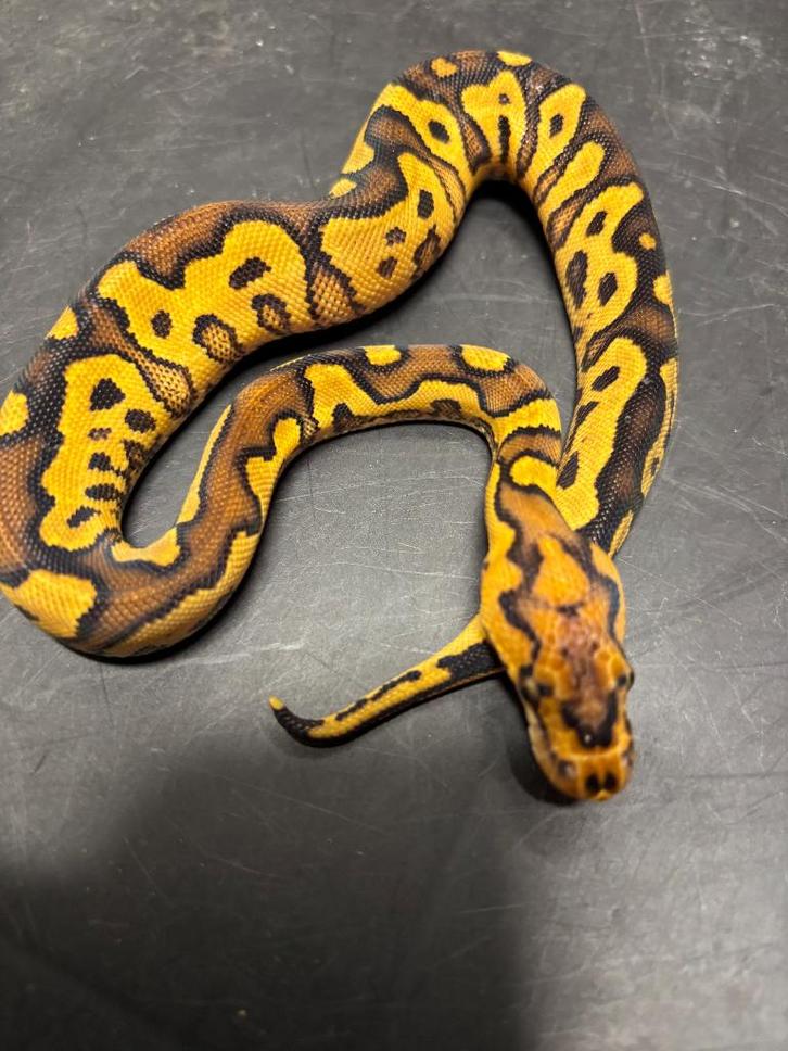 Verschillende koningspythons, Dieren en Toebehoren, Reptielen en Amfibieën, Slang, 0 tot 2 jaar