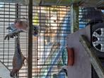 Senegal tortels, Dieren en Toebehoren, Meerdere dieren, Overige soorten