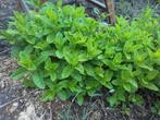 Kruidenplanten munt? Gratis!, Tuin en Terras, Ophalen, Zomer, Kruiden, Volle zon
