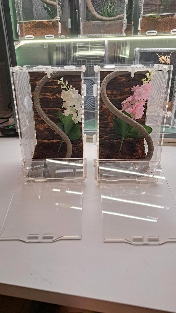 Mooi compact terrarium! Voor springspin, bidsprinkhaan, etc., Dieren en Toebehoren, Insecten en Spinnen, Overige soorten