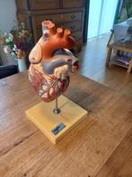 Anatomisch Model Menselijk Hart (2 x ware grootte), Ophalen