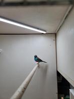 Blauwkop roodwang blauwfazant man, Mannelijk, Wildzangvogel, Geringd