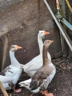 Trio kuifganzen, Dieren en Toebehoren, Pluimvee, Meerdere dieren, Kip