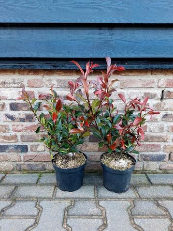 Photinia Fraseri Carré "Rouge"🌿🍁 (glansmispel) beschikbaar voor biedingen