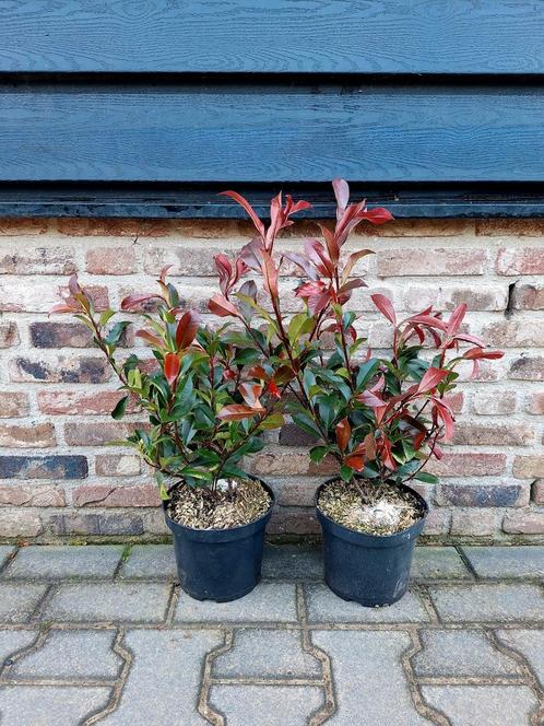Photinia Fraseri Carré "Rouge"🌿🍁 (glansmispel), Tuin en Terras, Planten | Struiken en Hagen, Overige soorten, Minder dan 100 cm
