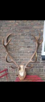 Mega Edelhert antiek gewei schedel schedels herten blikvange, Ophalen, Zo goed als nieuw, Hert, Gewei of Kop
