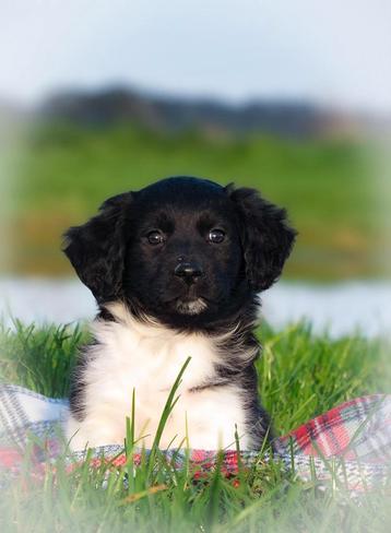 Lieve raszuivere Friese Stabij pups zoeken baasjes🖤 beschikbaar voor biedingen