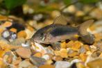 Corydoras aeneus, Dieren en Toebehoren, Zoetwatervis, Schoolvis, Vis