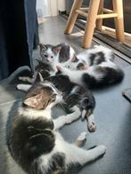 4 kittens (poesjes) GRATIS aftehalen., Meerdere dieren