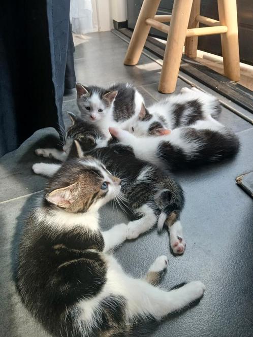 4 kittens (poesjes) GRATIS aftehalen., Dieren en Toebehoren, Katten en Kittens | Overige Katten, Meerdere dieren