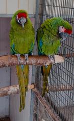 soldaten ara paren 2022,2023,2024 miligold & shamrock, Dieren en Toebehoren, Meerdere dieren, Papegaai
