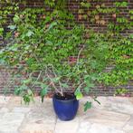 Vijgenboom in pot, Tuin en Terras, Planten | Bomen, Overige soorten, Lente, 100 tot 250 cm, Ophalen
