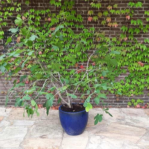 Vijgenboom in pot, Tuin en Terras, Planten | Bomen, Overige soorten, 100 tot 250 cm, Volle zon, Lente, In pot, Ophalen