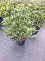 Rhododendrons /Hortensia's/Ilex Haagplant, Tuin en Terras, Planten | Struiken en Hagen, Ophalen, Hortensia, Minder dan 100 cm