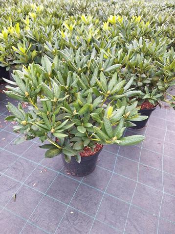 Rhododendrons /Hortensia's/Ilex Haagplant beschikbaar voor biedingen