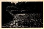 Tussen Oostvoorne en Rockanje - Vijver bij Olaertsduijn, Verzamelen, Verzenden, 1940 tot 1960, Gelopen, Zuid-Holland