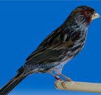 Zwart rood mozaiek type 2, Dieren en Toebehoren, Mannelijk, Kleurkanarie