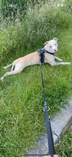 DEKREU Pitbull/americanStafford/DogoArgentino DEKREU, Dieren en Toebehoren, Honden | Dekreuen, Rabiës (hondsdolheid), Reu, 1 tot 2 jaar