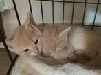 Half Maine Coon kittens, Dieren en Toebehoren, Katten en Kittens | Raskatten | Langhaar, Meerdere dieren