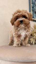 Premium maltipoo f1 pup reutje micro, Dieren en Toebehoren, Particulier, Rabiës (hondsdolheid), 8 tot 15 weken, Buitenland