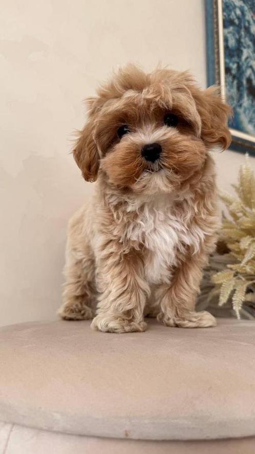 Premium maltipoo f1 pup reutje micro, Dieren en Toebehoren, Honden | Chihuahua's en Gezelschapshonden, Reu, Overige rassen, Particulier