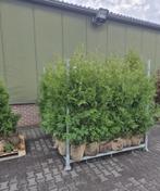 Coniferen 150-175, Tuin en Terras, Planten | Bomen, Bloeit niet, Halfschaduw, 100 tot 250 cm, Overige soorten