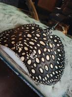 Potamotrygon BD x p14, Dieren en Toebehoren, Vis