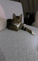 Lief bengaal kater 1 jaar oud, Dieren en Toebehoren, Kater, Kortharig, 0 tot 2 jaar
