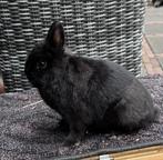 Kleurdwergen blauw en zwart, Dieren en Toebehoren, Konijnen, Meerdere dieren, Groot