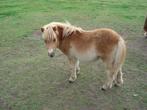 Shetland veulens, Dieren en Toebehoren, Pony's, Niet van toepassing, 0 tot 2 jaar, Hengst, A pony (tot 1.17m)