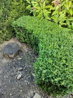 Buxus, Tuin en Terras, Planten | Struiken en Hagen, Ophalen, Buxus, Haag, Minder dan 100 cm