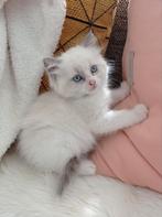Ragdoll kittens nog 2 beschikbaar, Dieren en Toebehoren, Katten en Kittens | Raskatten | Langhaar, Meerdere dieren, Ontwormd, 0 tot 2 jaar