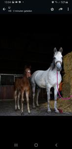 fokmerrie en d'r 2 nakomelingen hengst veulen&2jarige merrie, Dieren en Toebehoren, Paarden, Merrie, 0 tot 2 jaar