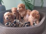 Prachtige Goldendoodle puppies !!, Dieren en Toebehoren, Honden | Niet-rashonden, Meerdere, 8 tot 15 weken, Meerdere dieren, Middel