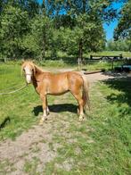 Ruin tekoop, Hengst